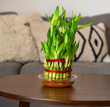 Lucky Bamboo 3 layer in glass bowl, indoor Feng Shui plant, front view